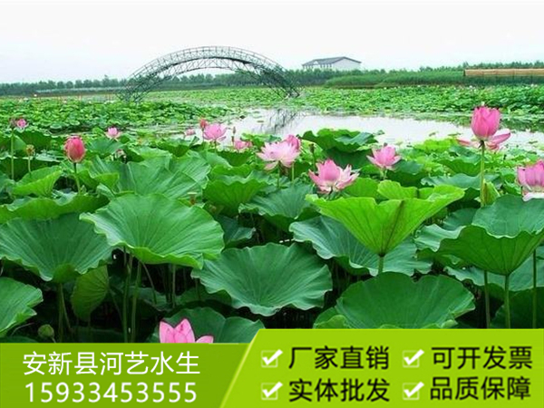 白洋澱荷花
