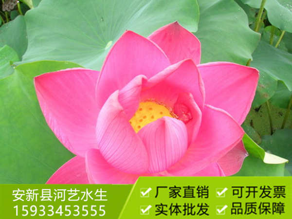 豔陽天