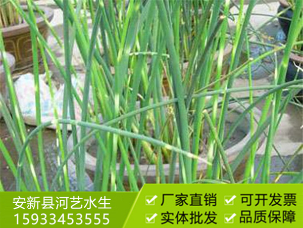 水蔥